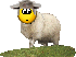 *sheep*