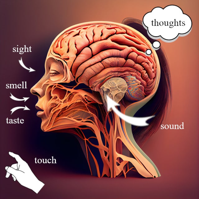 Cross section drawing of a head with brain