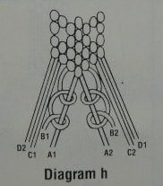 Ichthus bookmark diagram h