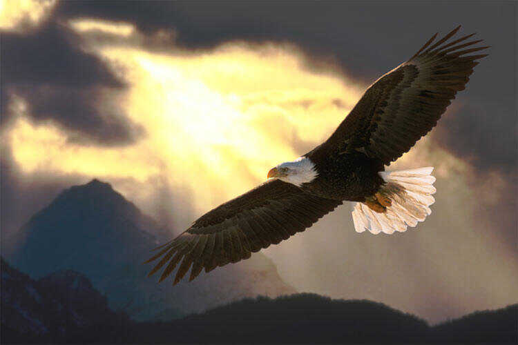 A soaring eagle