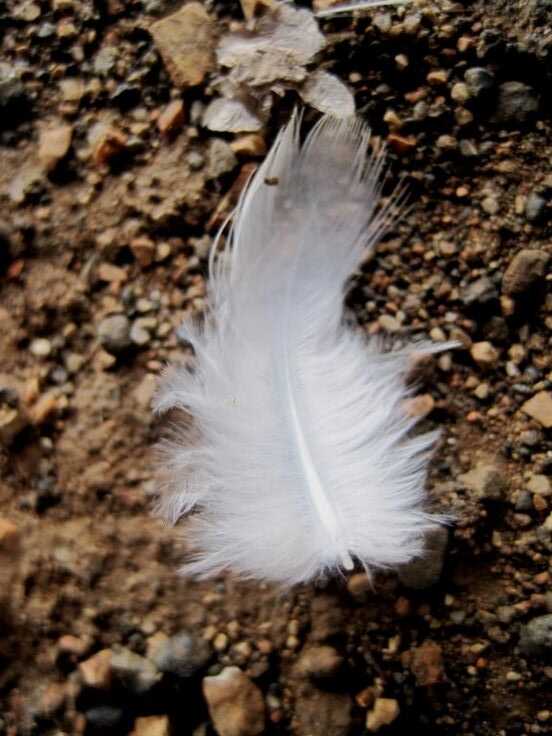 White feather resting on pebbles