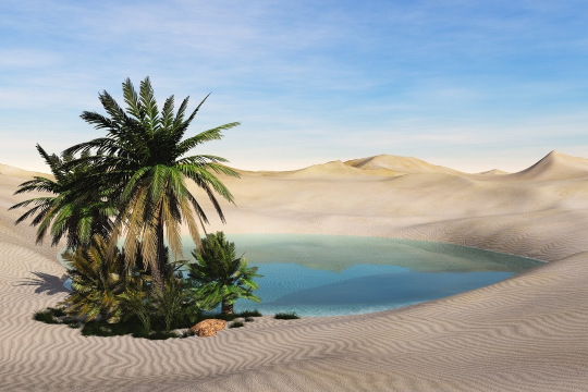 An oasis in the desert