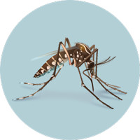 Mosquito carrying disease