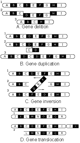 Gene mutation