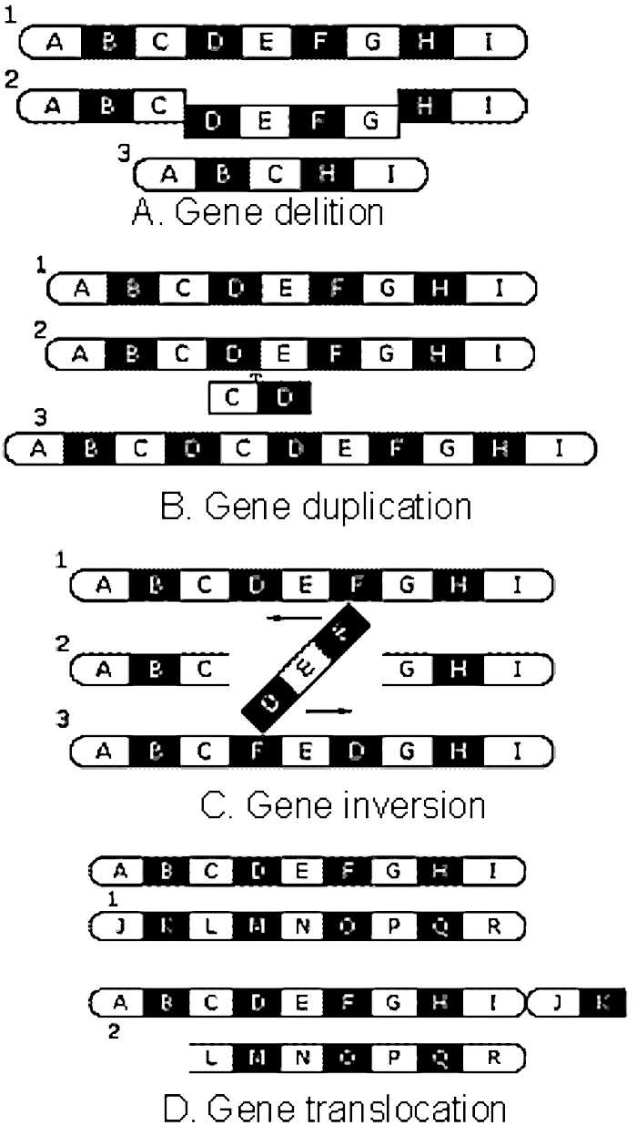 Gene mutation