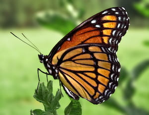 Beautiful Monarch butterfly