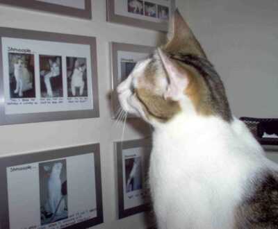 Shmoopie Looking at Pictures on Wall