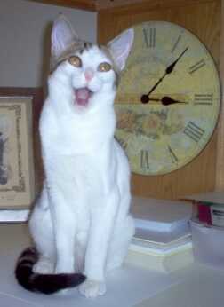 Shmoopie Sitting in Front of a Clock