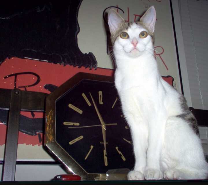 Shmoopie Sitting Next to Clock on Shelf