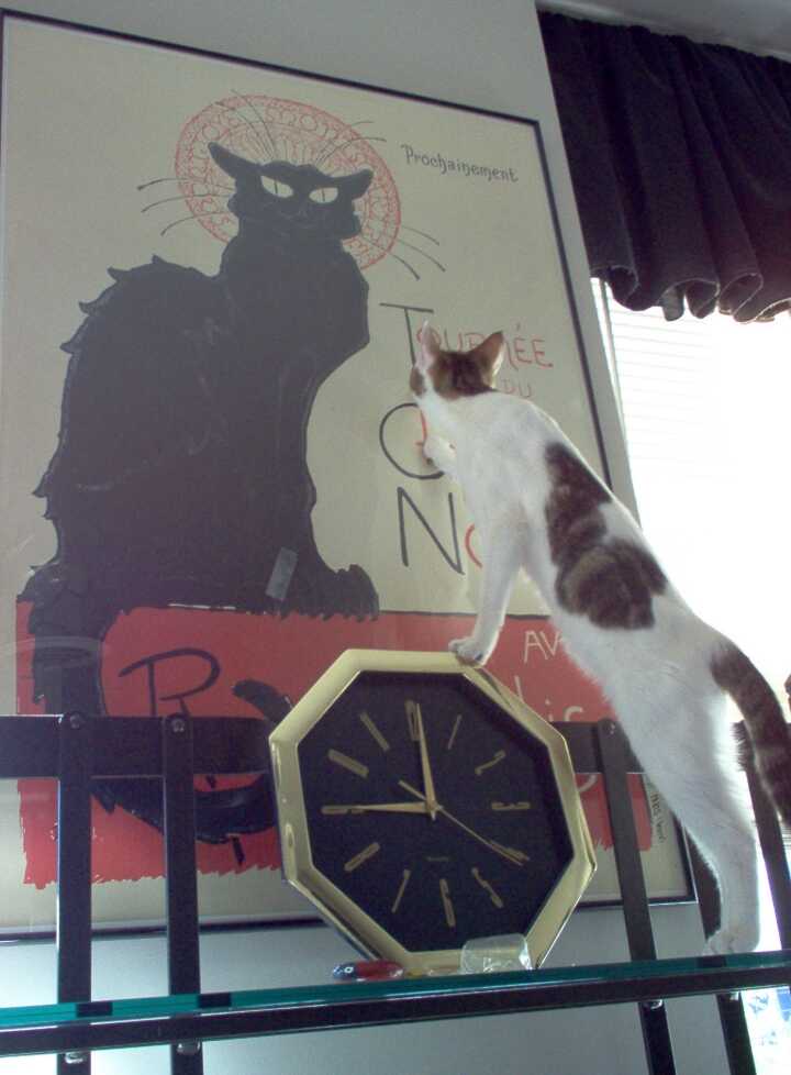 Shmoopie on Shelf with Front Paws on Clock, Staring at a Black Cat Poster