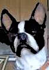 Boston Terrier