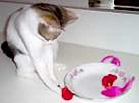 Shmoopie Staring at a Bowl of Pink Stuffed Mice