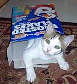 Shmoopie Trapped in a Cereal Box