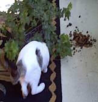 Shmoopie Knocking Over a Plant