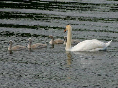 Family of Swans