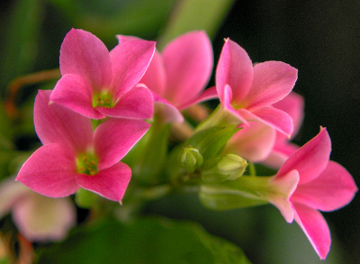 Beautiful Pink Flowers