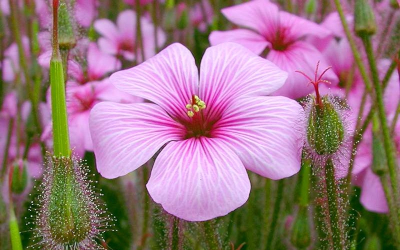 Gorgeous Pink Flowers