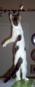 Shmoopie Up on Hind Legs Reaching