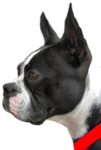 Boston Terrier