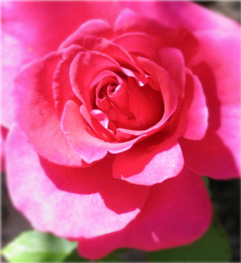 Beautiful pink rose