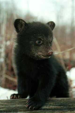 Bear cub