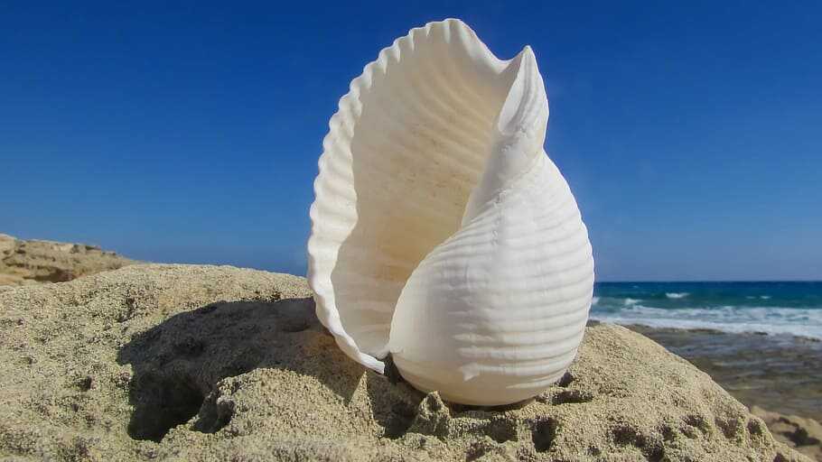 An empty shell on the beach