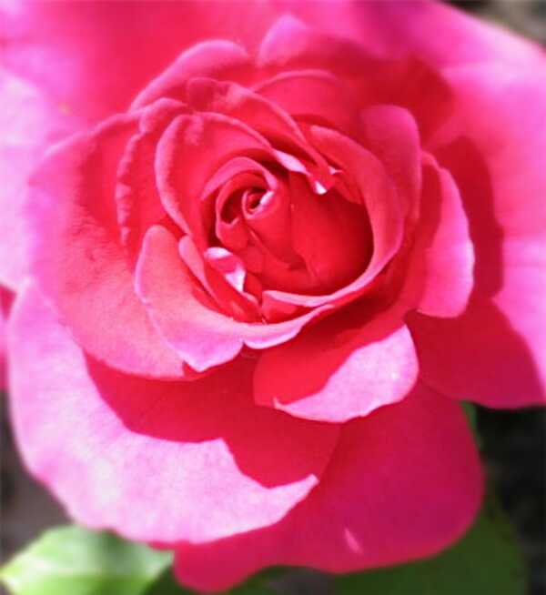 Beautiful pink rose